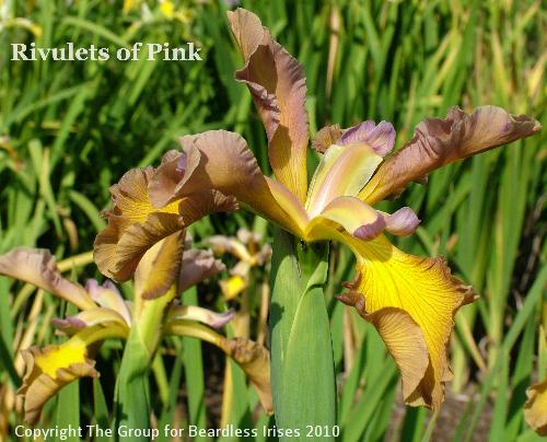 Rivulets of Pink (1)